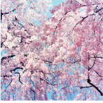 CherryBlossxms