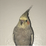 Peg on sqad
