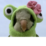 Dovesic