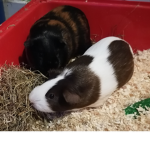 Guinea Piggles