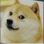 Dogelin war