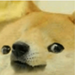 doge group lolllllll