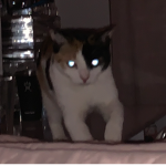 Cats united, MEOW