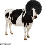 #Cow squad