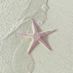 saphirae