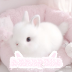 bunnylike