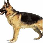 Doggo studios jr