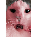 PxstelDxisies