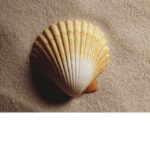 Seashell Café