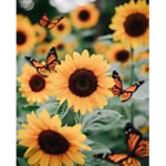 - lovely sunshine -