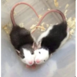 🐀