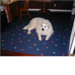 great pyrenese lovers!!!