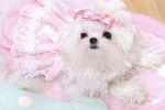 twinklemoon