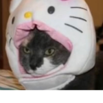 KatasCats