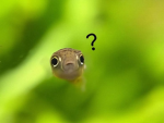 The Guppilings