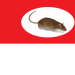 Rat Brotherhood offical