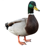 Goose Tread
