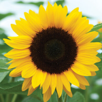sunflowerz.clothing