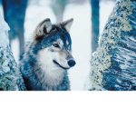 The WhereWolfs