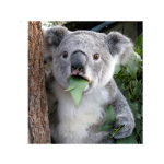 The Crazy Koalas!
