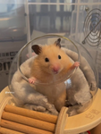 Kittycutecorn500 fans group