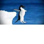 Penguins Are Superior