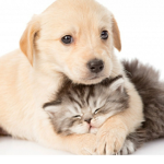 DOGGY+KITTY