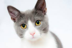 THE cat!