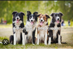 Dog mom\dad dog group
