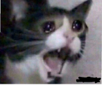 GatoPerturbador