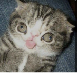 Hi I love cats there cute