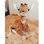 ~the animal’s~
