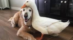 Horrible Labs