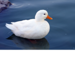 DUCK MEME ARMY