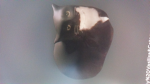 Cat army people