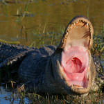 gator.