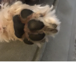 4 paws