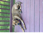 Dogss fun group