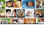 Wer Tiere liebt ##### dieser Gruppe