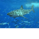 the sharks man group