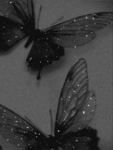 Butterfly admires!