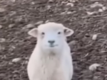 goated goatzz