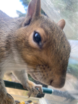 *squirrel squad*