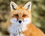 Fuchs Freunde