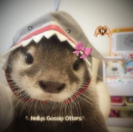 ~Nellys Gossip Otters~