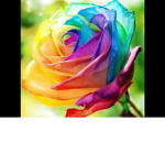 sugar_roses
