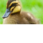 sirducky hang out