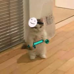 Os gatinho