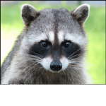 Racoons Team