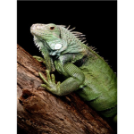 Lizard Luvers